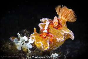 A nudi with two emperor shrimps on it by Marteyne Van Well 